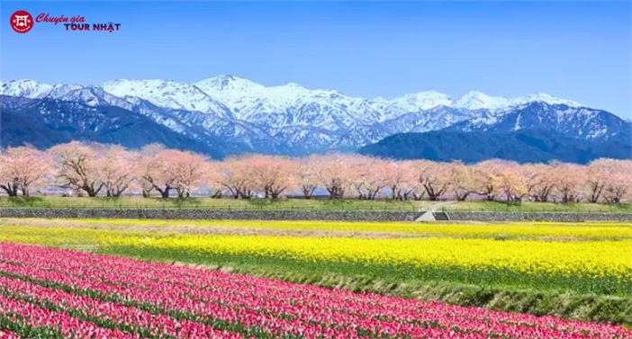 Tour Nhật Bản Thiết Kế Đặc Biệt 2026: Bộ Tứ Mùa Xuân